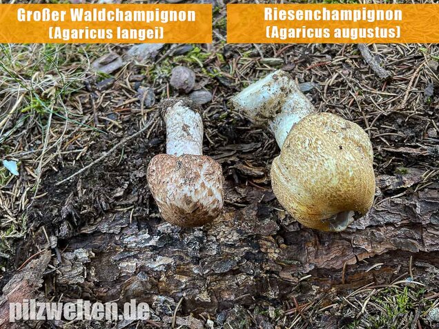 Großer Waldchampignon, Agaricus langei