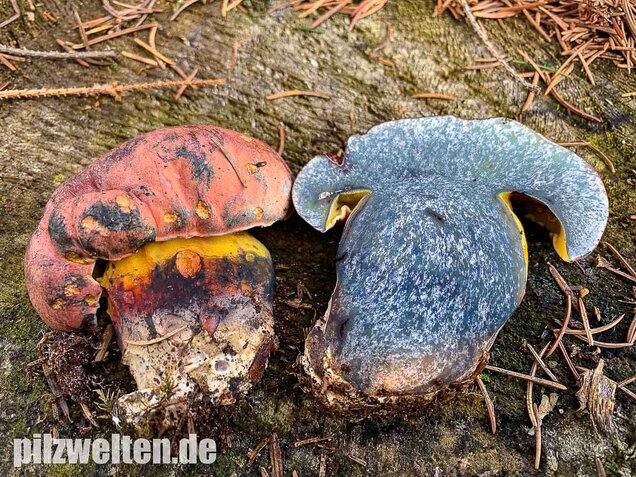 Rosahütiger Schwarzblauender Röhrling