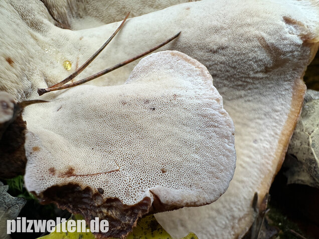 Schwarzgebänderter Harzporling, Nadelholzharzporling, Ischnoderma benzoinum