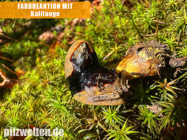 Schwarzgrüner Klumpfuß, Calonarius atrovirens