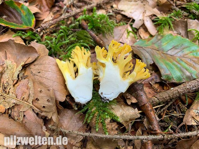 Schwefelgelbe Koralle, Ramaria flava