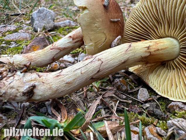 Stinkender Schleimkopf, Gelber Schleimkopf, Phlegmacium mussivum