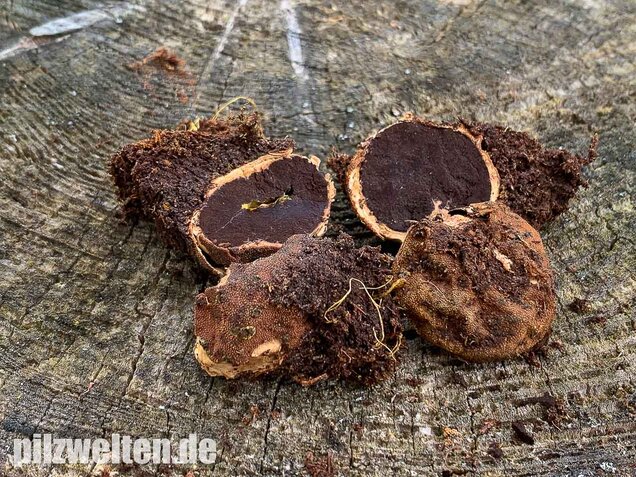 Warzige Hirschtrüffel, Elaphomyces granulatus