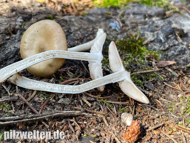 Weidenrötling, Entoloma sericatum