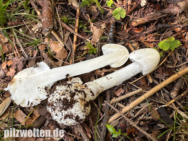 Kegelhütiger Knollenblätterpilz, Amanita virosa
