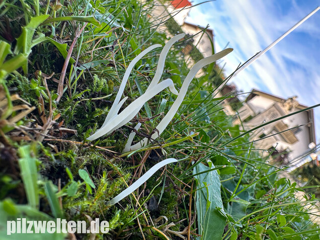 Wiesenkeule, Wurmförmige Keule, Clavaria fragilis