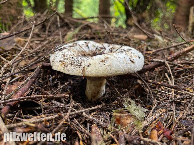 Wolliger Milchling, Lactifluus vellereus