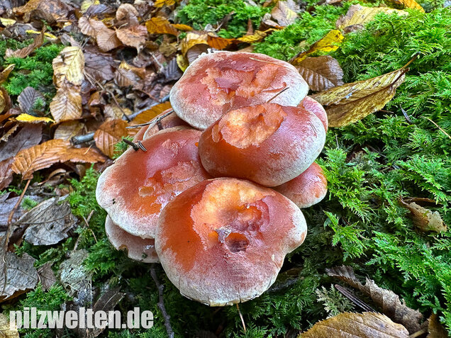 Ziegelroter Schwefelkopf, Hypholoma lateritium