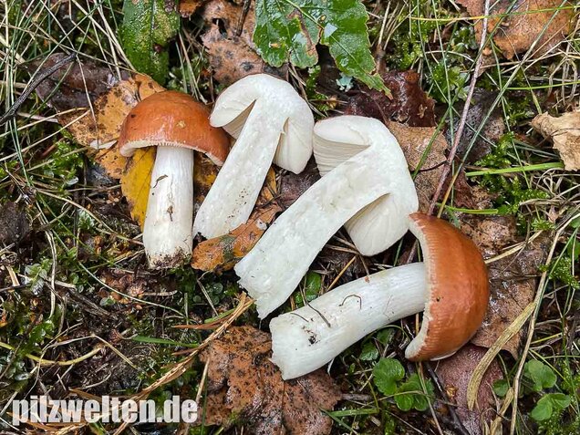 Apfeltäubling, Russula paludosa