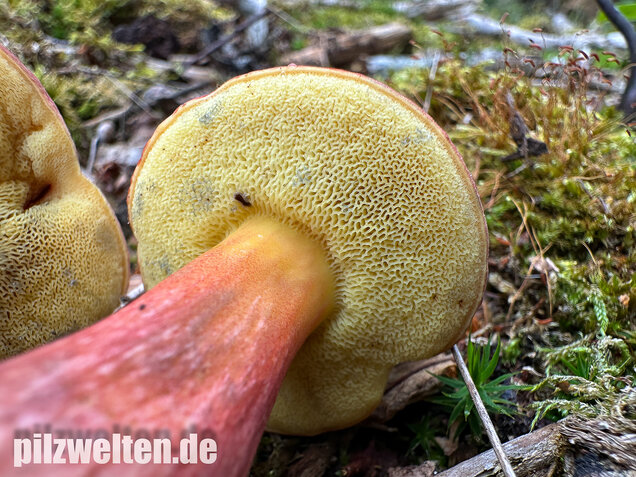 Blutroter Filzröhrling, Blutroter Gartenfilzröhrling, Hortiboletus rubellus