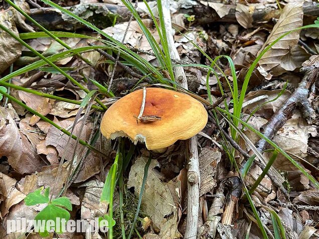 Milchbrätling, Lactifluus volemus