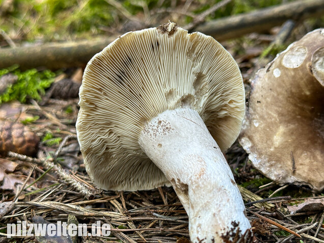 Dichtblättriger Schwärztäubling, Russula densifolia
