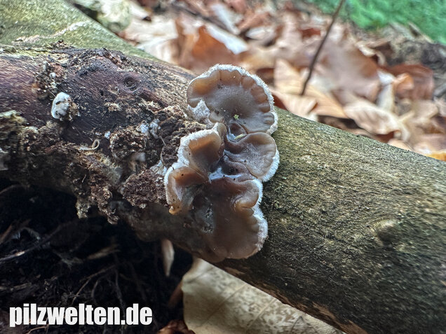 Gezonter Ohrlappenpilz,  Auricularia mesenterica