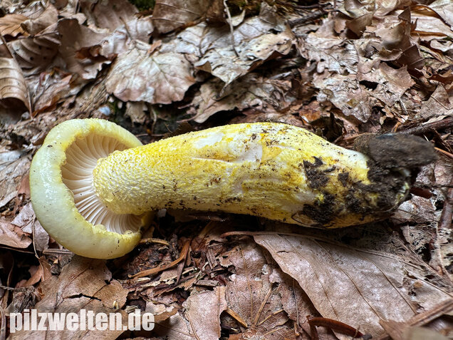 Goldzahn-Schneckling, Hygrophorus chrysodon