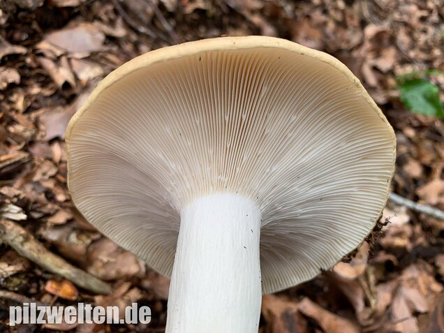 Grasgrüner Täubling, Russula aeruginea