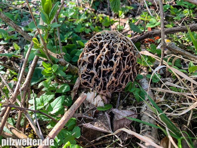 Graue Speisemorchel, Morchella vulgaris