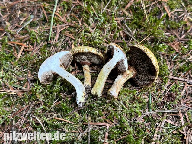 Gelbfleischiger Lärchenröhrling, Bresadolas Lärchenröhrling, Suillus bresadolae