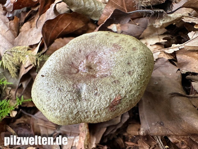 Graugrüner Milchling, Lactarius blennius