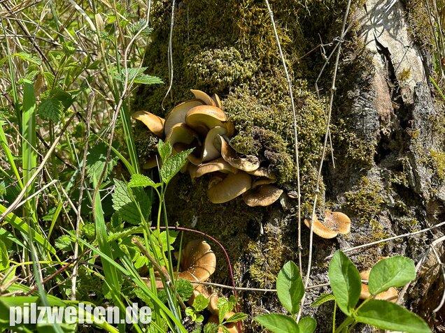 Kastanienbrauner Stielporling, Süßriechender Porling, Picipes badius