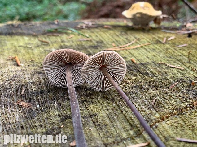 Langstieliger Knoblauchschwindling, Mycetinis alliaceus
