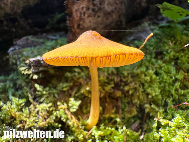 Löwengelber Dachpilz, Pluteus leoninus