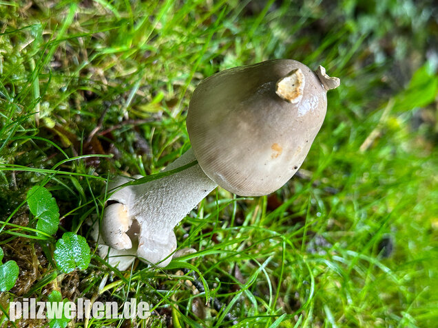 Ockergrauer Scheidenstreifling, Ockergrauer Riesenstreifling, Amanita lividopallescens