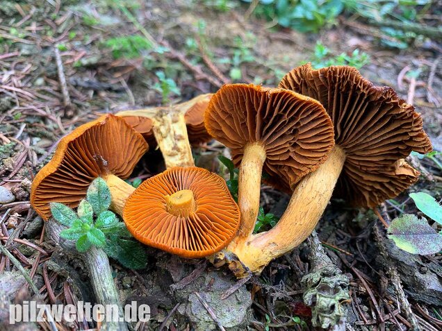 Orangefuchsiger Raukopf, Cortinarius orellanus