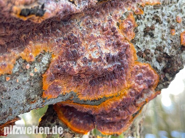 Orangeroter Kammpilz, Phlebia radiata