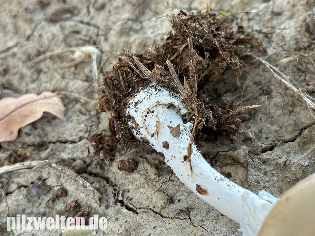 Pantherpilz, Pantherwulstling, Amanita pantherina