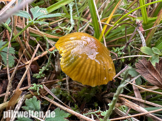 Papageigrüner Saftling, Papageiensaftling, Gliophorus psittacinus