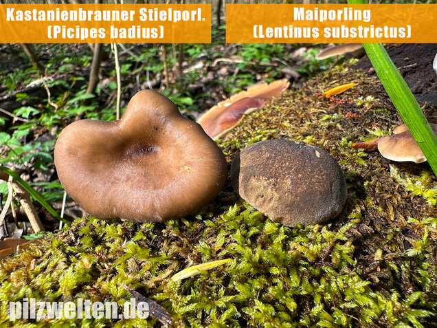 Maiporling, Bewimperter Stielporling, Lentinus substrictus