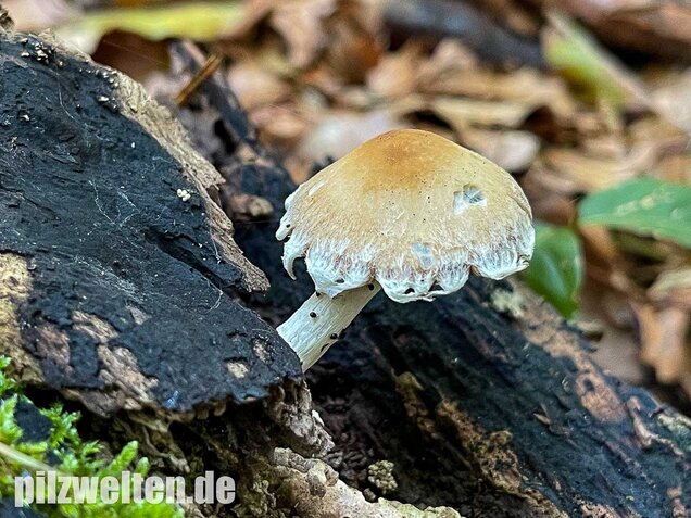 Reichbeschleierter Faserling, Psathyrella spintrigeroides