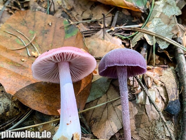 Rosa Rettichhelmling, Mycena rosea