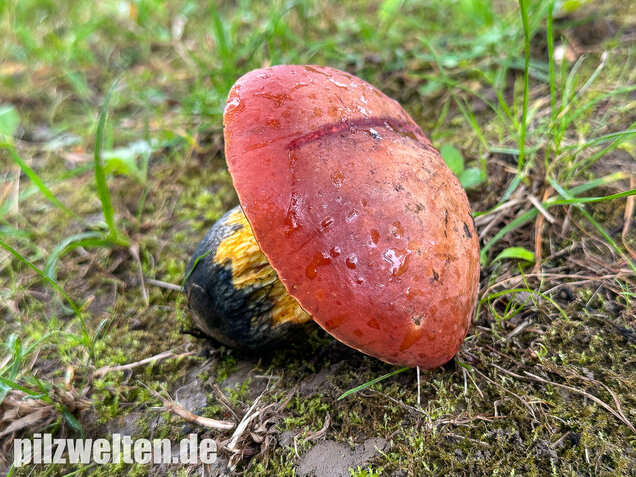 Rothütiger Hexenröhrling, Suillellus rubriceps