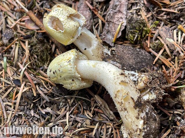 Schiefknolliger Anischampignon, Agaricus essettei