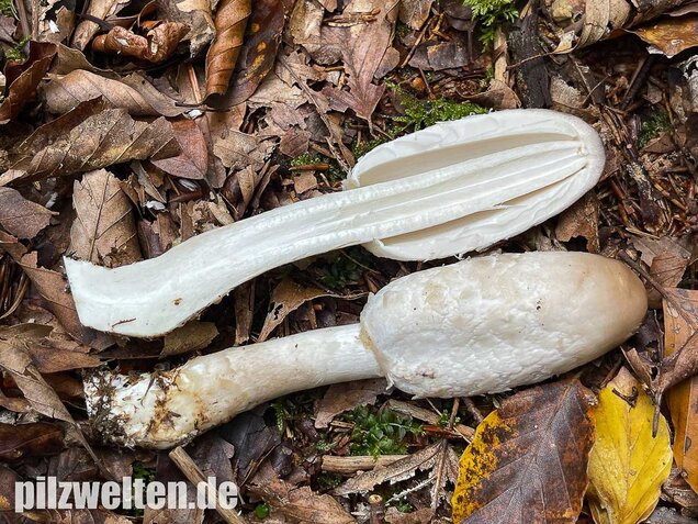 Schopftintling, Coprinus comatus