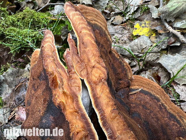 Schwarzgebänderter Harzporling, Nadelholzharzporling, Ischnoderma benzoinum