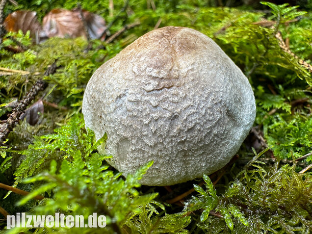 Tigerritterling, Tricholoma pardinum