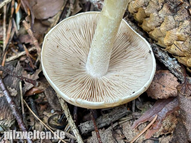 Tonblasser Fälbling, Hebeloma crustuliniforme
