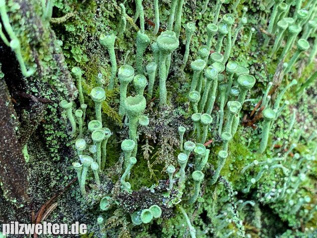 Trompetenflechte, Cladonia fimbriata
