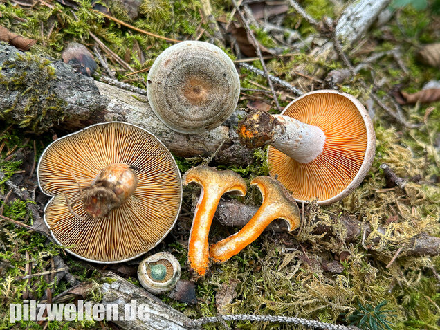 Wechselblauer Edelreizker, Lactarius quieticolor