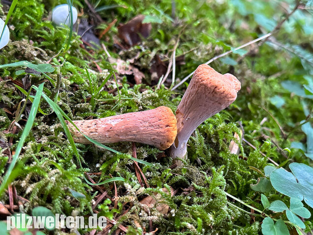 Abgestutzte Herkuleskeule, Clavariadelphus truncatus