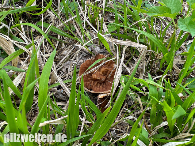 Morchelbecherling, Disciotis venosa
