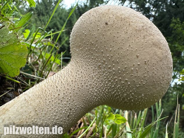 Beutelstäubling, Lycoperdon excipuliforme