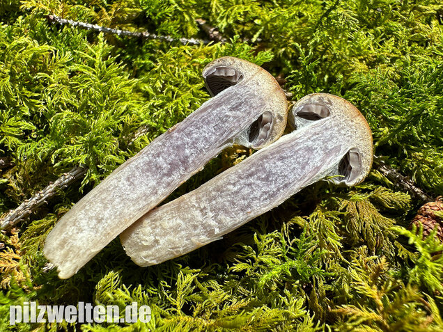 Olivgelber Schleimkopf, Cortinarius subtortus