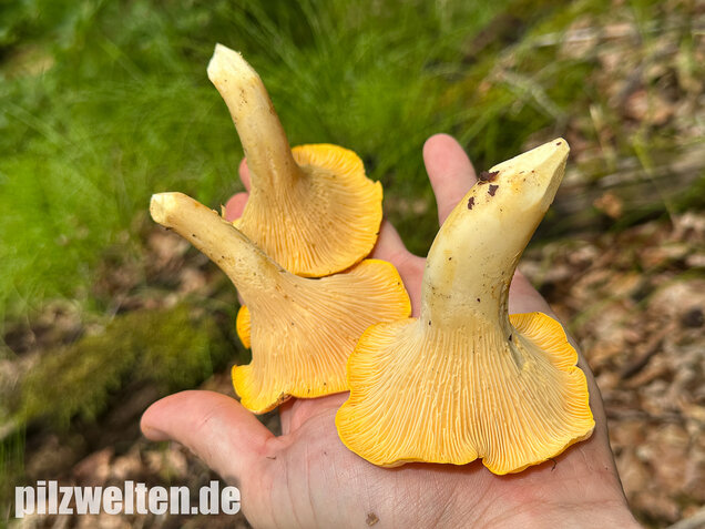 Blasser Pfifferling, Laubwaldpfifferling, Cantharellus pallens