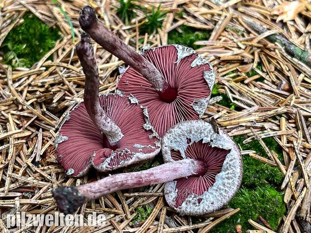 Blutblättriger Zwergschirmling, Melanophyllum haematospermum