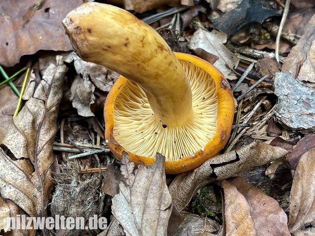 Milchbrätling, Lactifluus volemus
