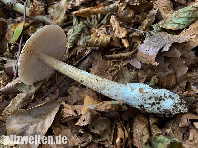 Dickscheidiger Scheidenstreifling, Amanita pachyvolvata
