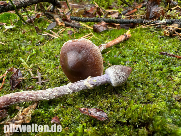 Duftender Gürtelfuß, Pelargoniengürtelfuß, Cortinarius flexipes